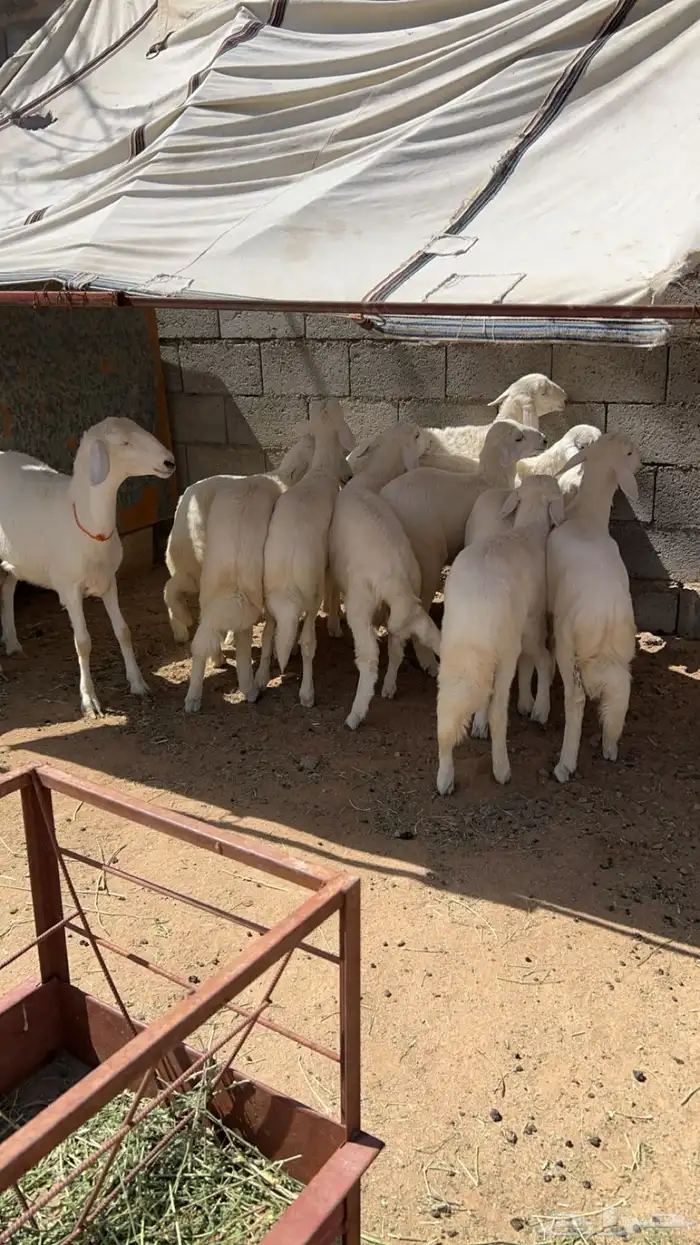رخال للبيع بهم 2