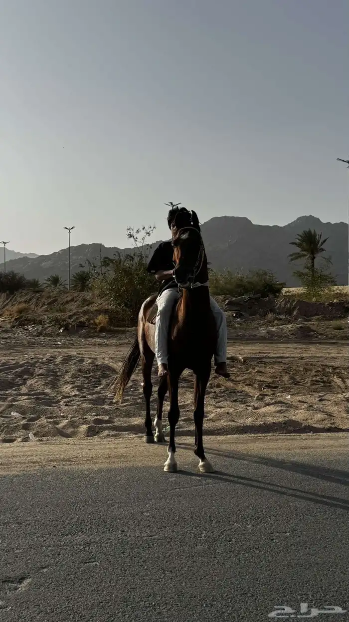 حصان شعبي للبيع 0