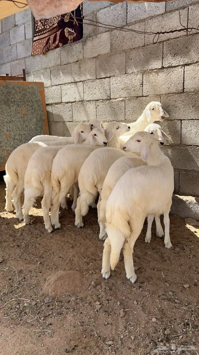 رخال للبيع بهم 0