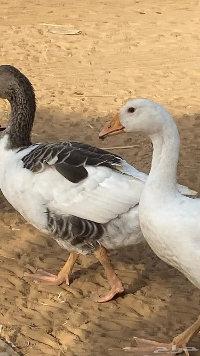 الدهالليه 0