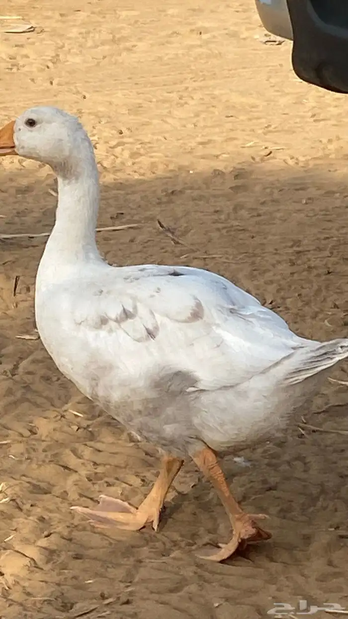 الدهالليه 5