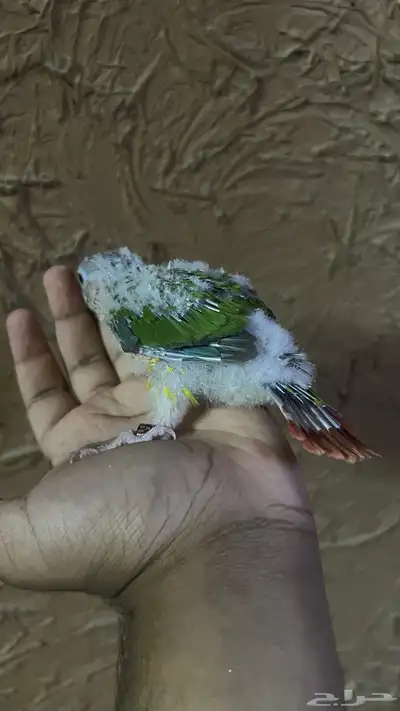فرخ كنيور اناناس يقبل غر لون وشكل ماشاءالله 3