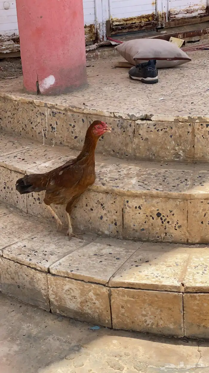 دجاجه سنديه طيبه حلاه سلايمه 100 100 0
