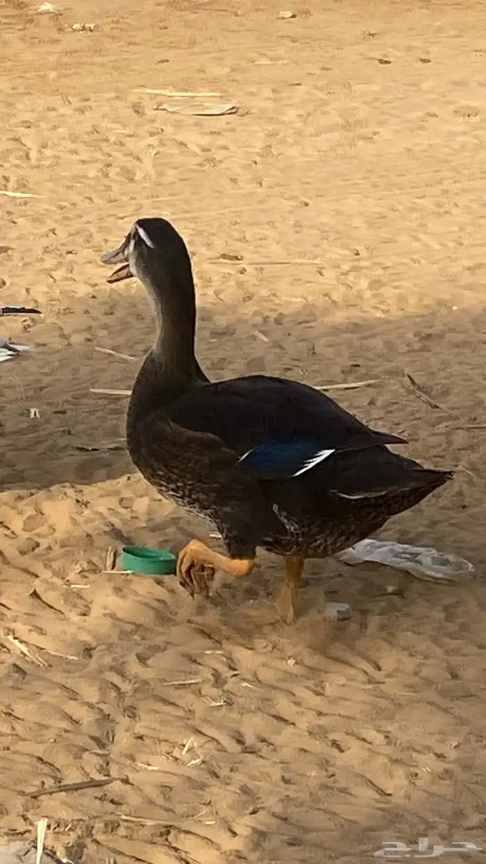 الدهالليه 2
