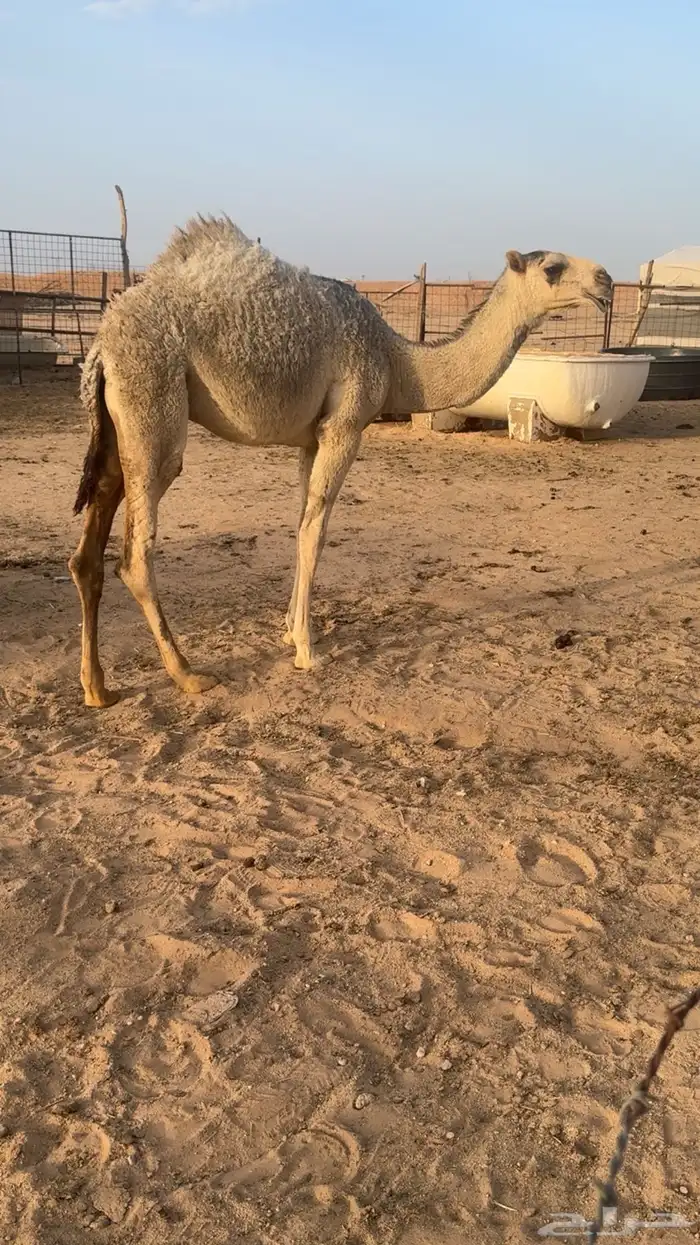 بكره شقحاء ( تم البيع ) 0