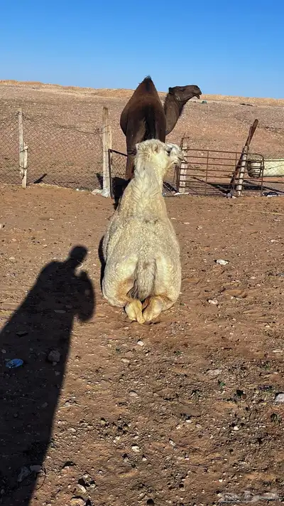 للبيع ناقه حايل 7