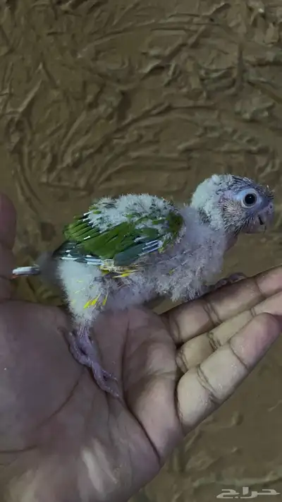 فرخ كنيور اناناس يقبل غر لون وشكل ماشاءالله 4