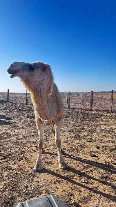 للبيع ناقه حايل 6
