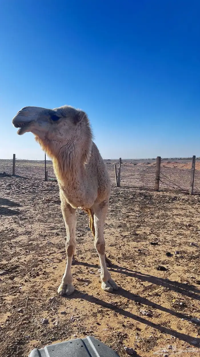 للبيع ناقه حايل 6