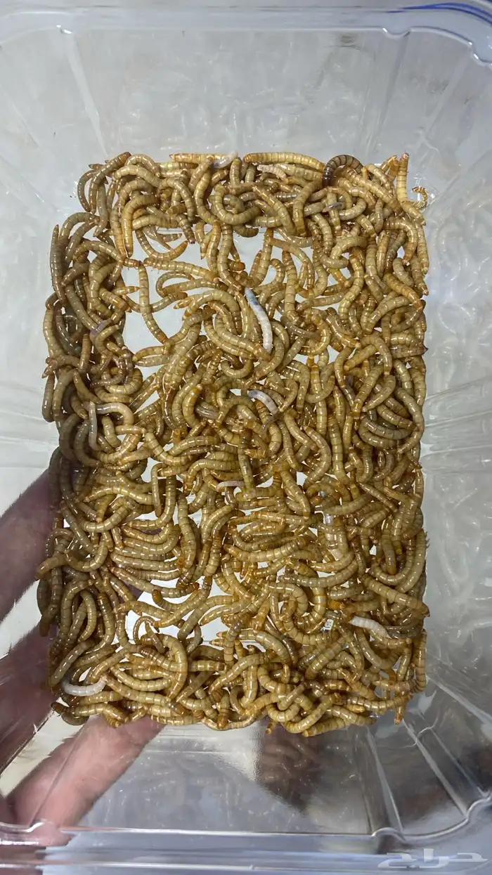 دود قبابي بالرياض 3