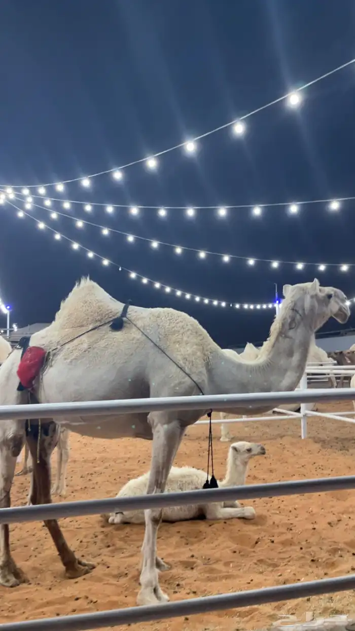 خلفه وضحى 1