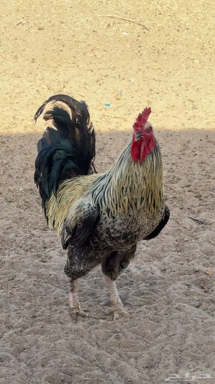 ديك للبيع براهما 1