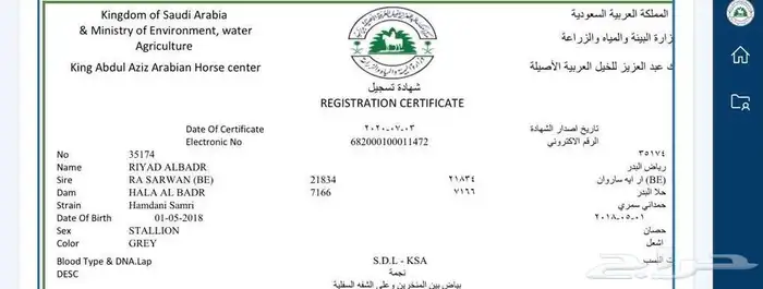 حصان ابن بطل 7