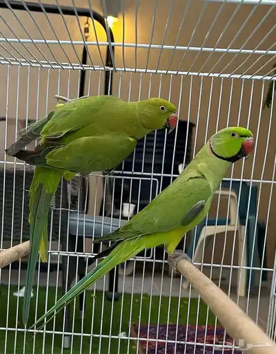 متوفر ازواج دره للبيع 2
