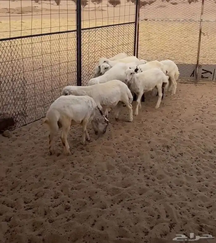 طليان7 ورخال 2 المجموع 9 2