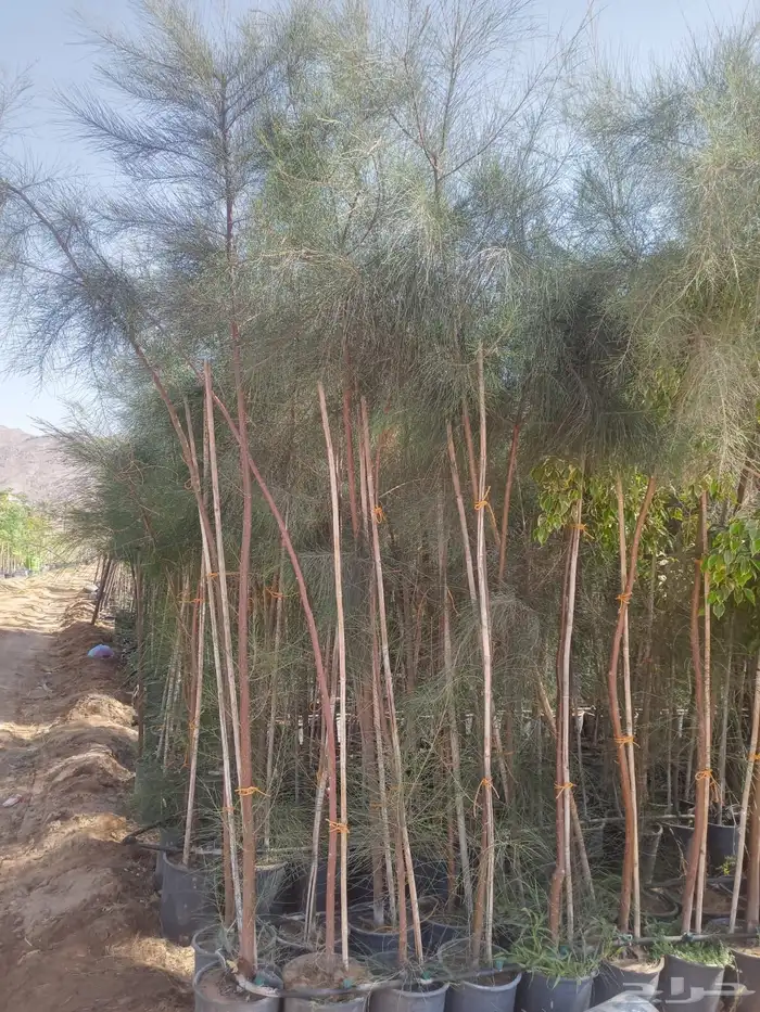 اشجار وشتلات الأثل الأمريكي احجام كبيرة  البيع بالجملة 3