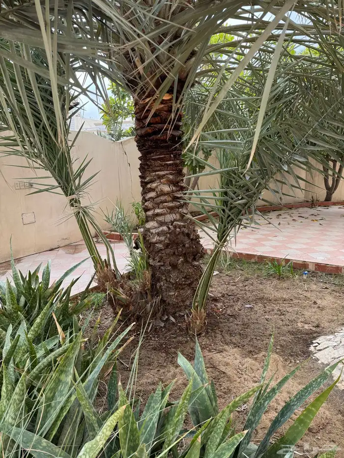 تنسيق حدائق وفسايل نخيل 5
