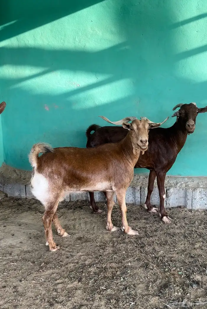 للبيع غنم دهم. ( تم للبيع) 0