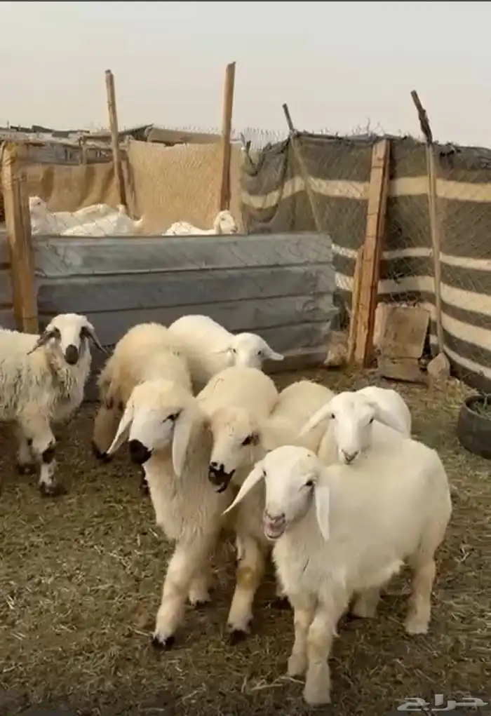 ذبايح هرافى حريات نعيم تيوس 0