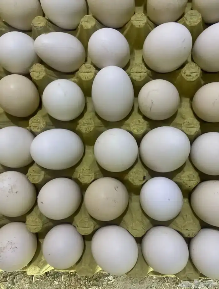 بيض بلدي الموقع غطي 0