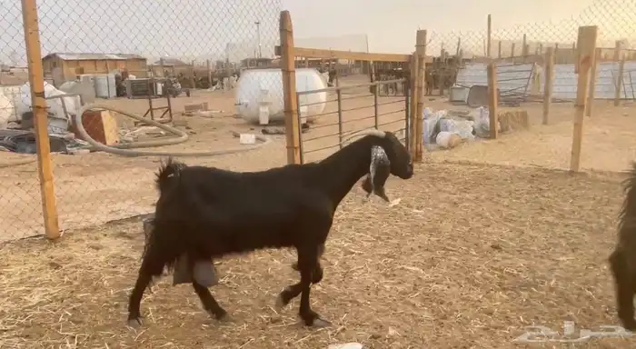 معزا حليب 7