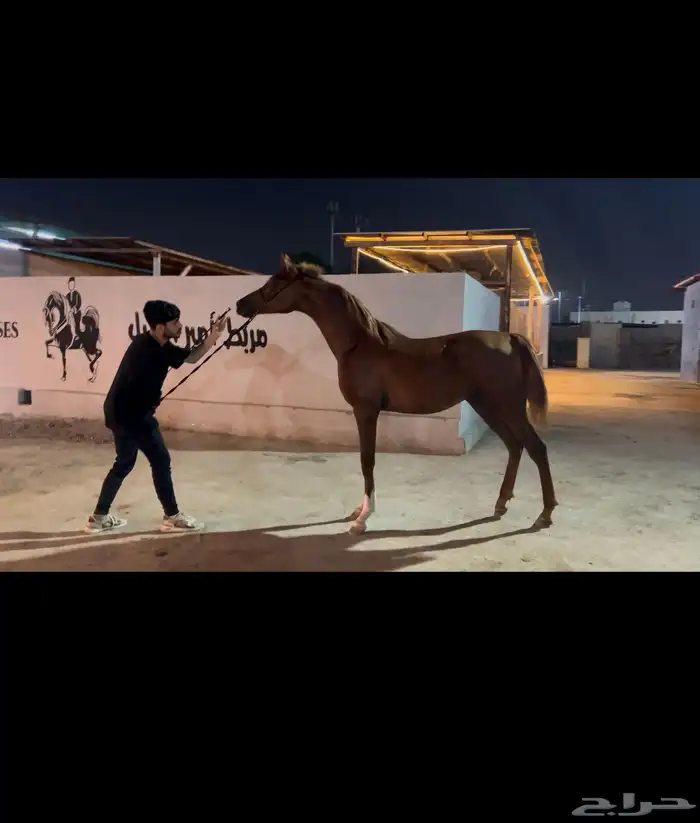 مهر مكس حفيد ماركيز قاهر تم البيع 0