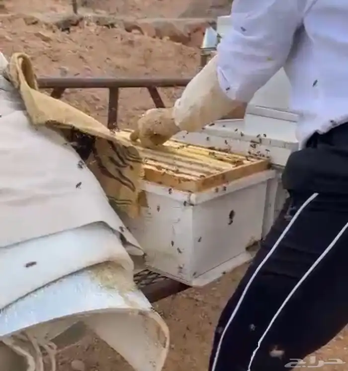 المدينه المنوره حزره ديرة الحجله 6