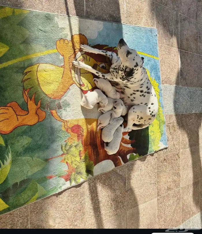 زوج دلميشن مميزين مستوى. ممتاز. مع شهادة FCI and pdgree 6