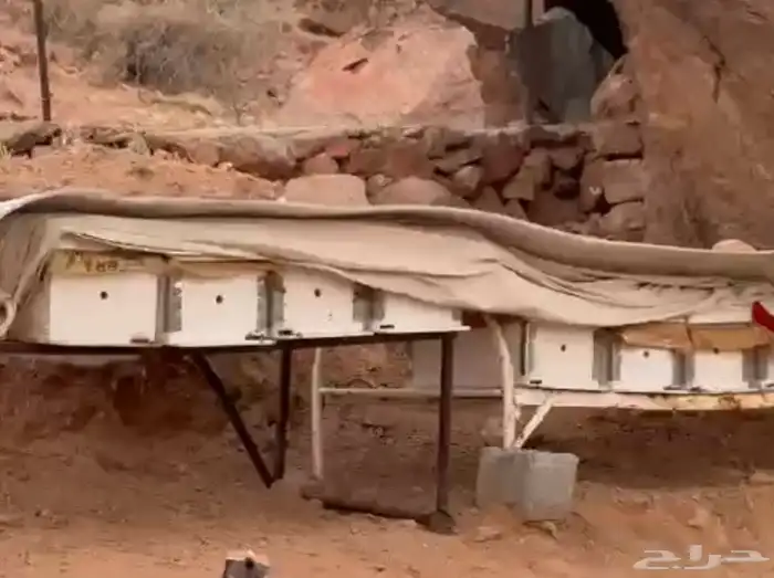 المدينه المنوره حزره ديرة الحجله 3