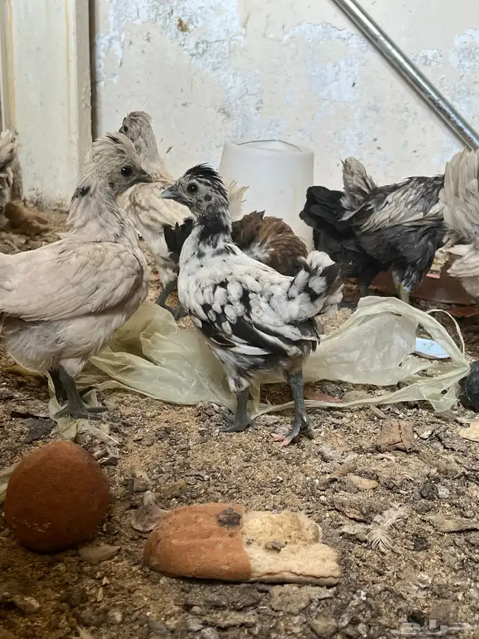 دجاج عربي 15