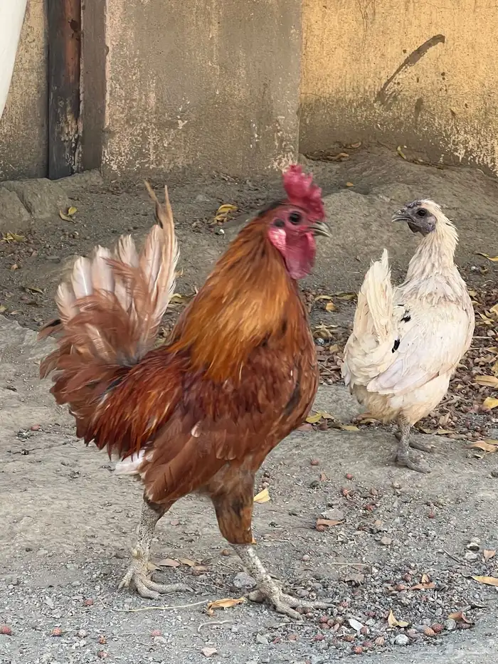 دجاج عربي 5