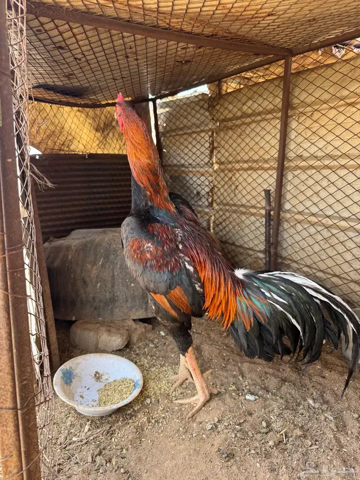 ديك شامو ياباني 6