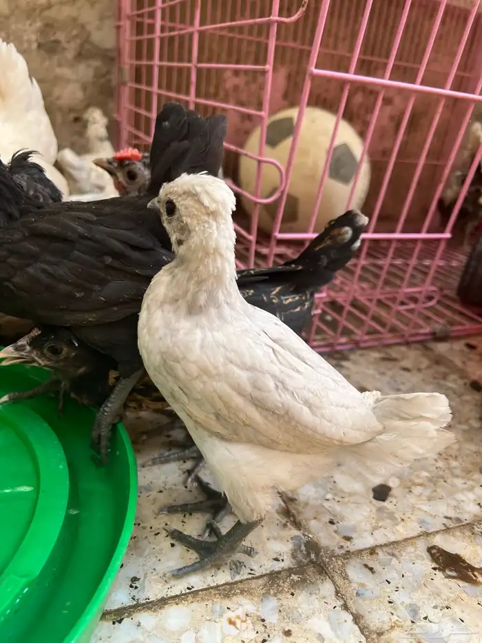 دجاج عربي 22