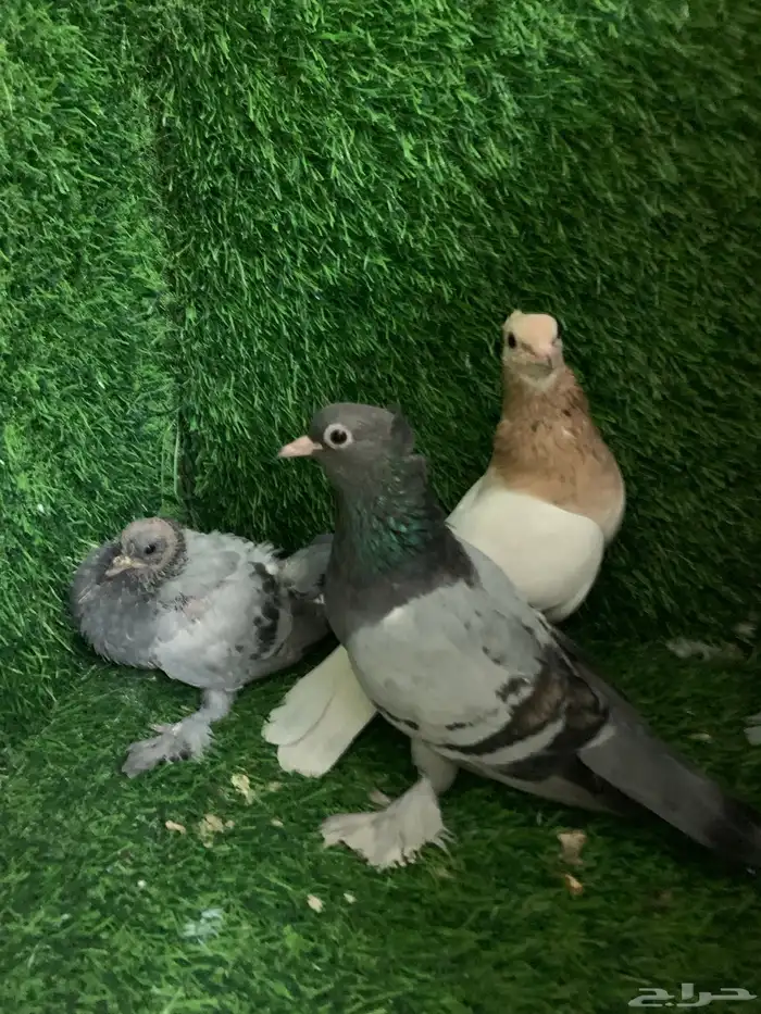 صنعاني 2