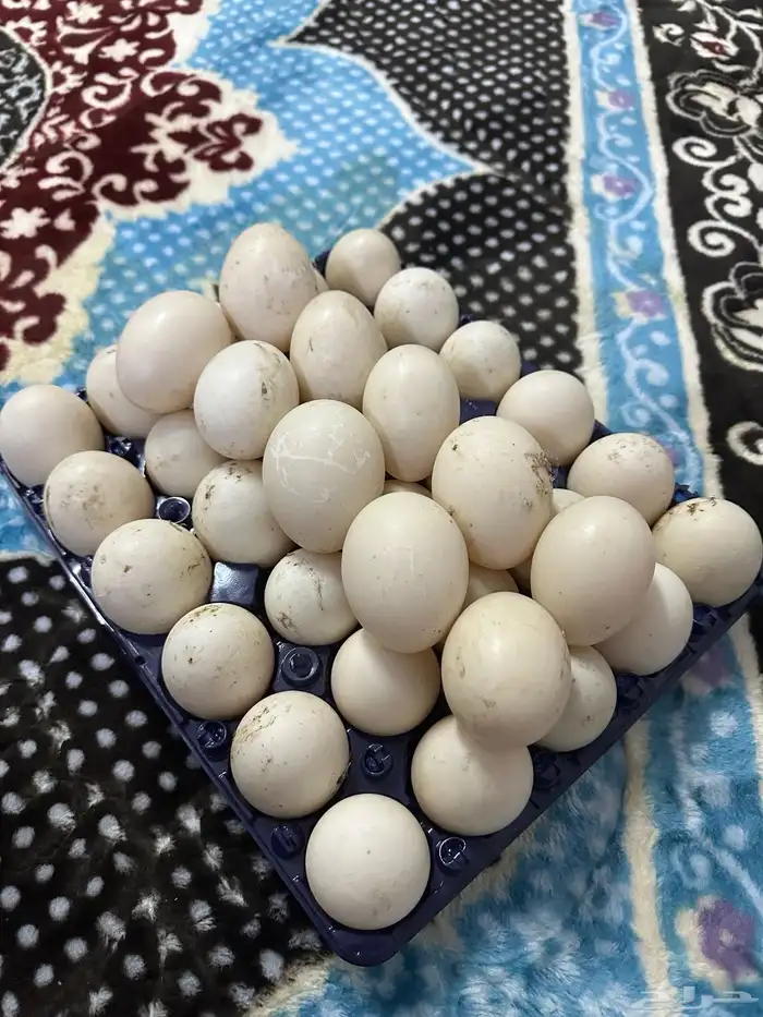 بيض بط بلدي وبكيني ودجاج بلدي 1