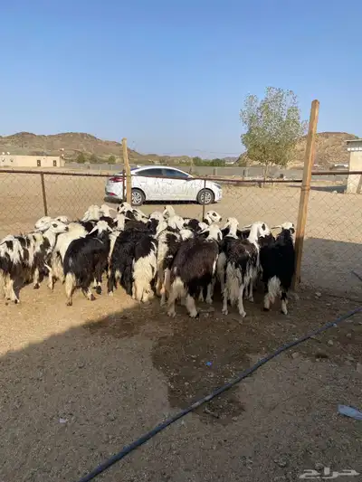 رخال جذع وثنية 3