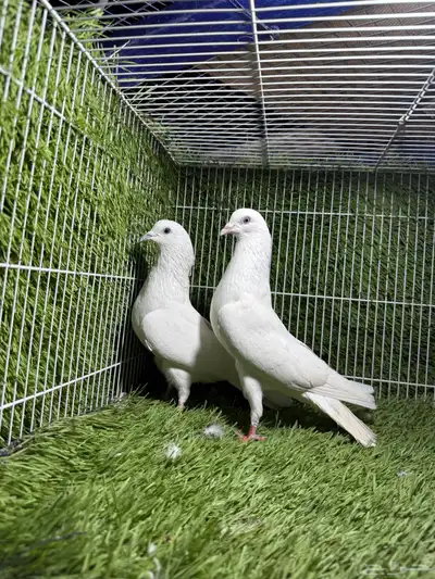 جميع النسول حمام الباكستاني 20