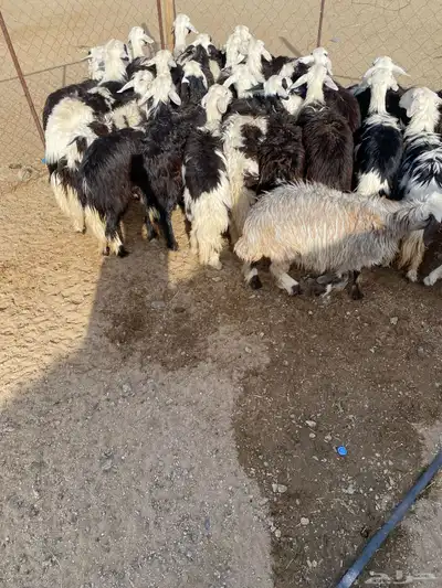 رخال جذع وثنية 0