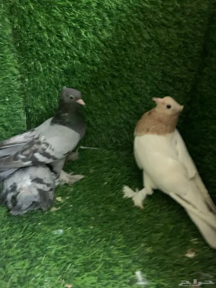 صنعاني 0