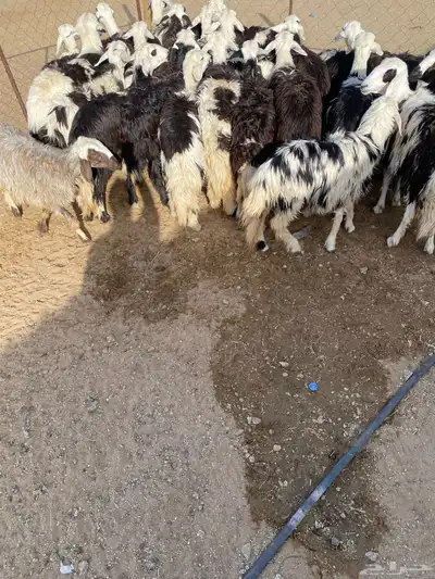رخال جذع وثنية 2