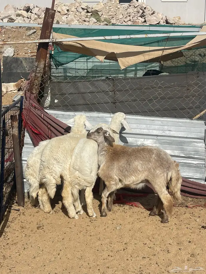 رخال وطلي تضحي شرط 4