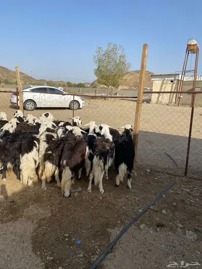 رخال جذع وثنية 4