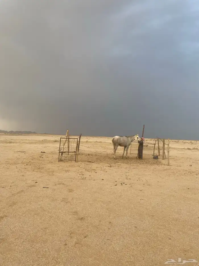 حصصان شعبي طرب 5