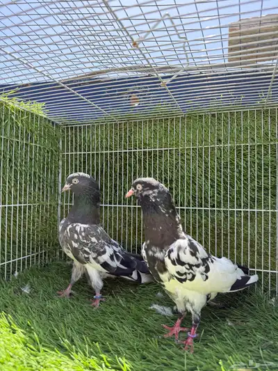 جميع النسول حمام الباكستاني 12