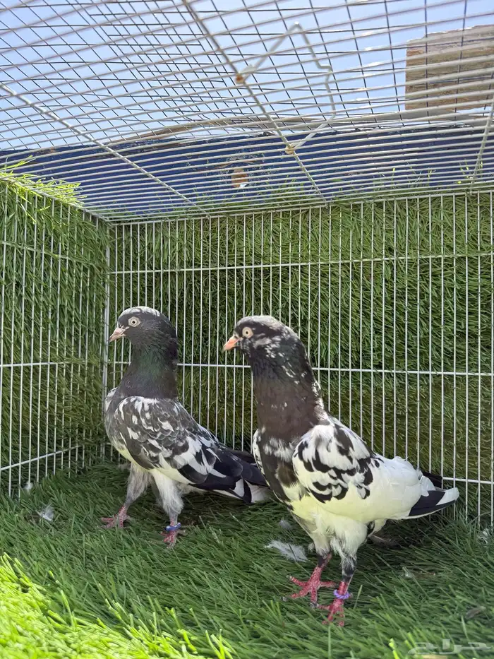 جميع النسول حمام الباكستاني 12