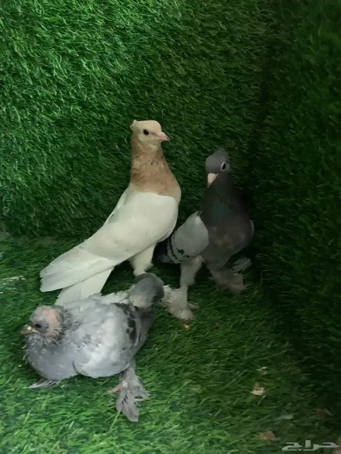 صنعاني 3