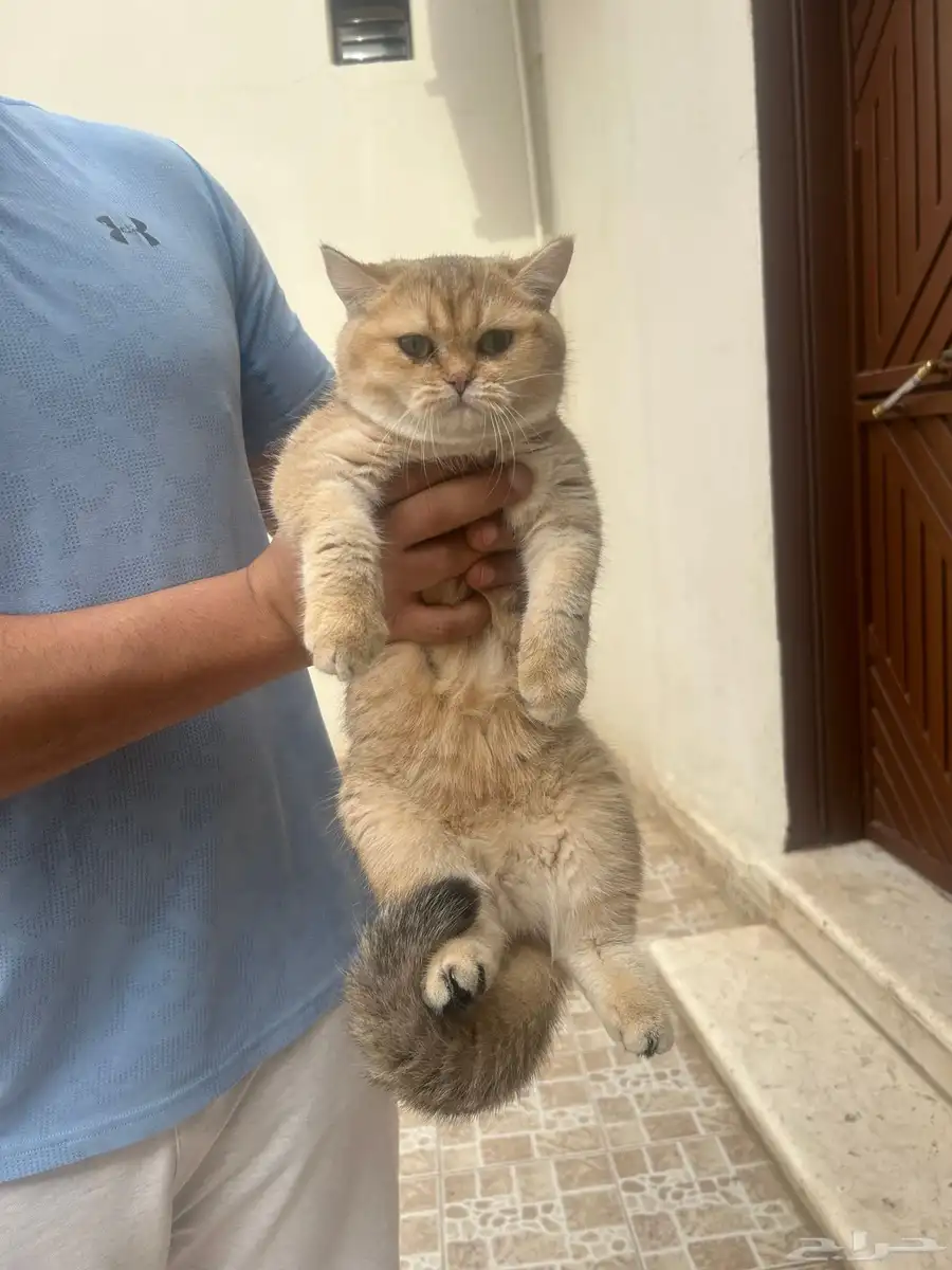 سكوتش استريت 0