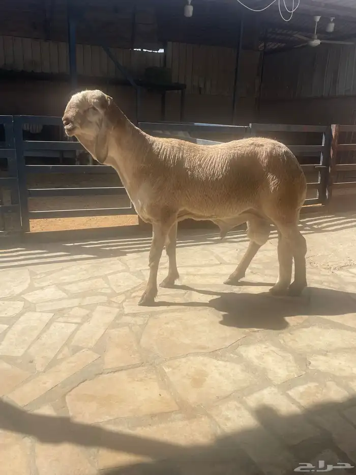 فحل سواكني 3
