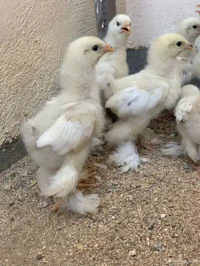 صيصان براهما كولمبي ( تم البيع ) 1