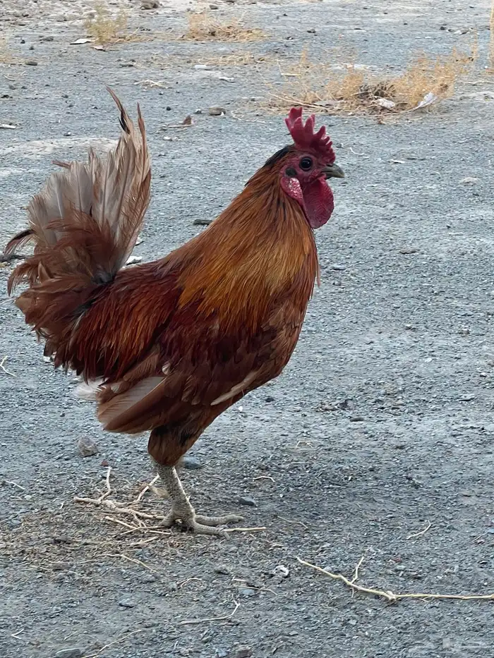 دجاج عربي 0